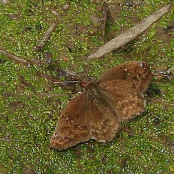 Cogia aventinus