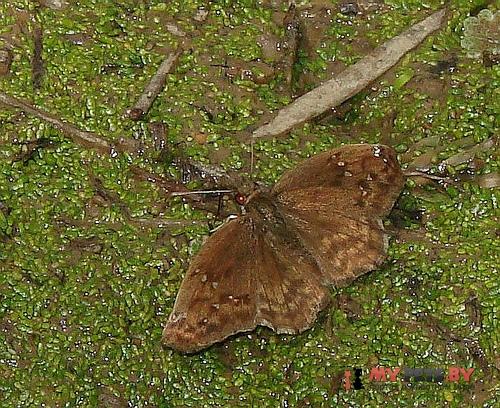 Cogia aventinus