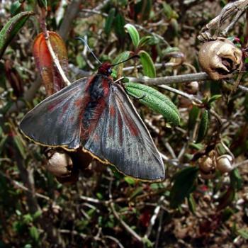 Mimardaris aerata