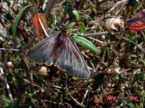 Mimardaris aerata