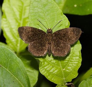 Staphylus vulgata