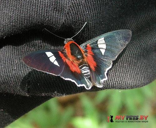 Aspitha aspitha