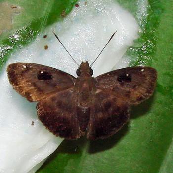 Eracon paulinus
