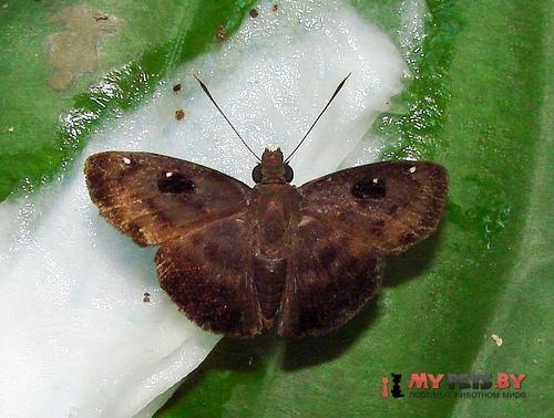Eracon paulinus