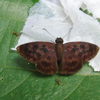 Anastrus sempiternus