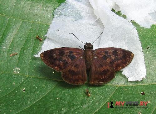 Anastrus sempiternus