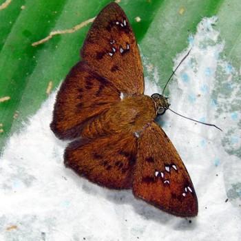 Telemiades penidas