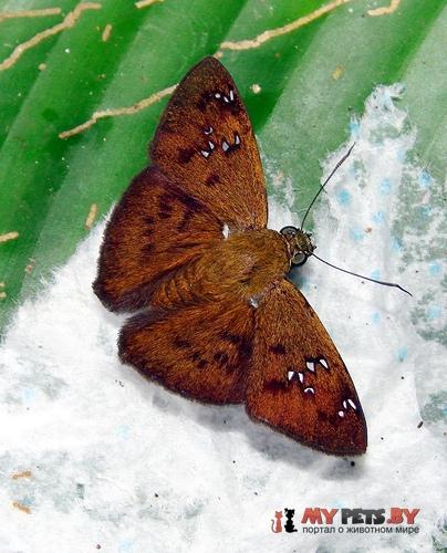 Telemiades penidas