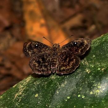 Staphylus chlora