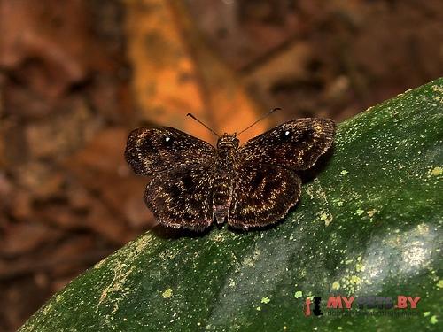 Staphylus chlora