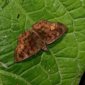 Pellicia dimidiata
