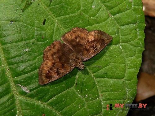 Pellicia dimidiata
