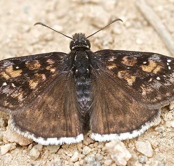 Erynnis pacuvius