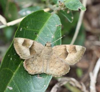Sarangesa phidyle