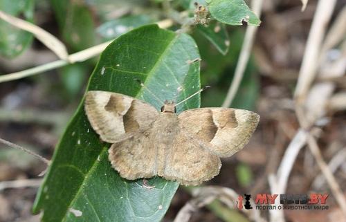 Sarangesa phidyle