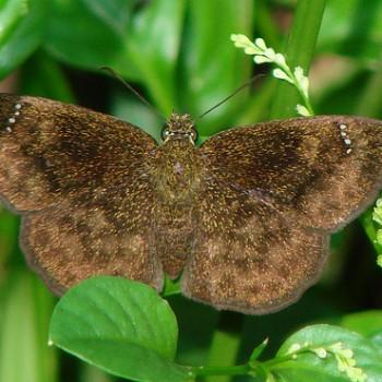 Staphylus azteca