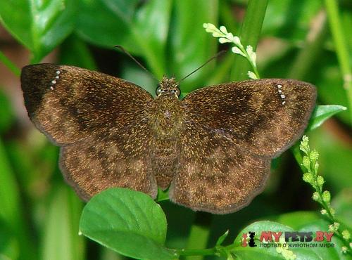 Staphylus azteca