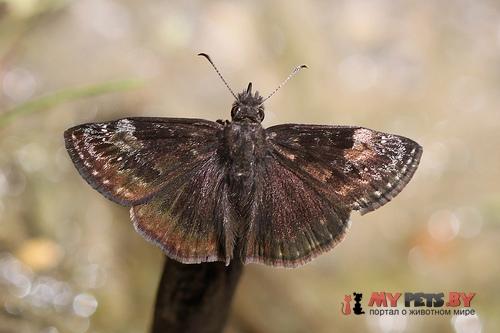 Erynnis lucilius