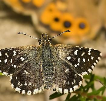 Pyrgus malvoides