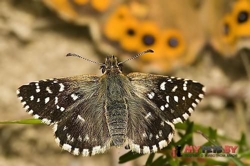 Pyrgus malvoides