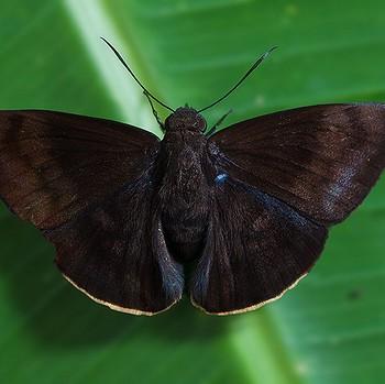 Aethilla lavochrea