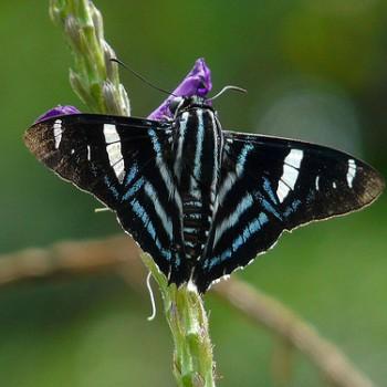 Elbella patrobas