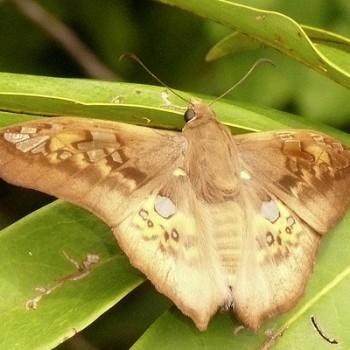 Azonax typhaon