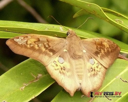 Azonax typhaon