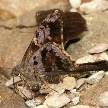 Typhedanus optica