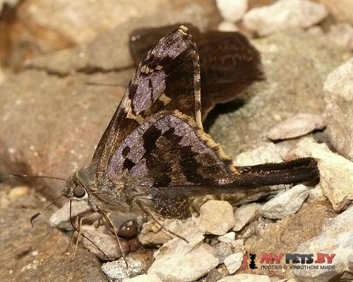 Typhedanus optica