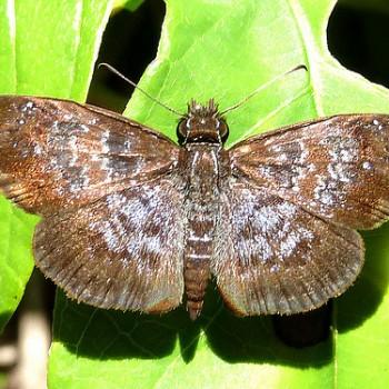 Sostrata bifasciata