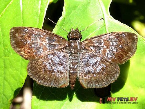 Sostrata bifasciata