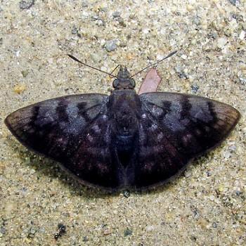 Pellicia arina