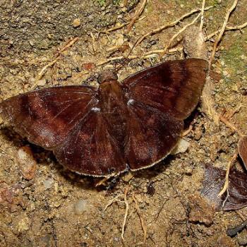 Pellicia vecina