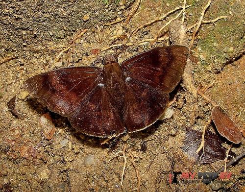 Pellicia vecina