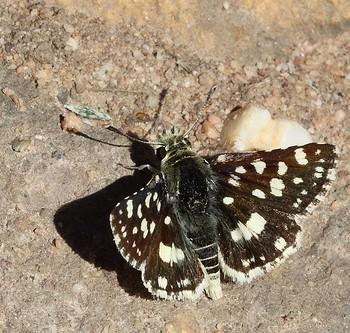 Spialia spio