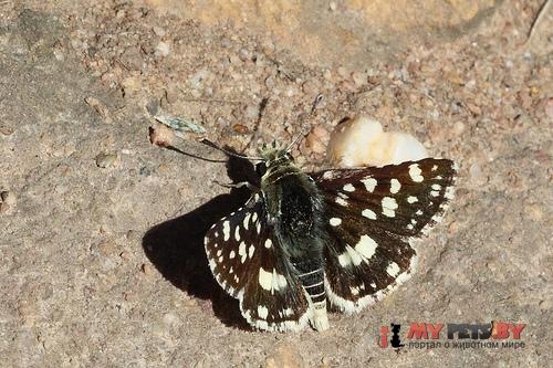Spialia spio