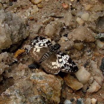 Potamanaxas laoma