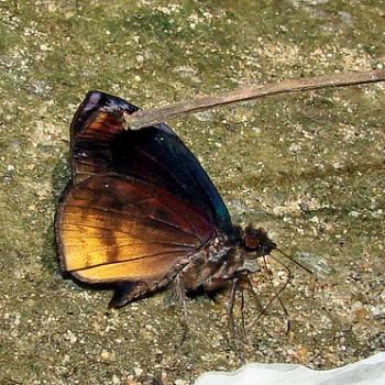 Ebrietas osyris