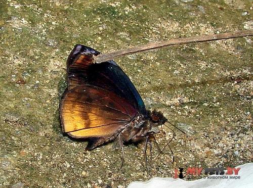 Ebrietas osyris