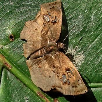 Quadrus lugubris