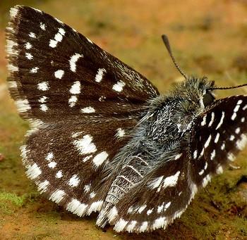 Spialia galba