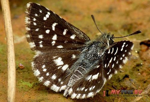Spialia galba