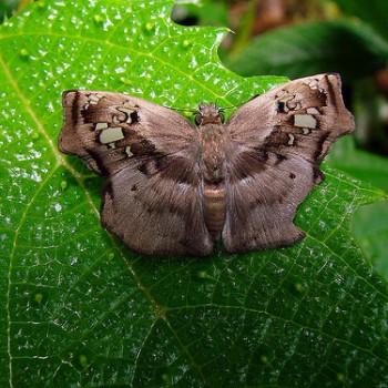 Quadrus truncata