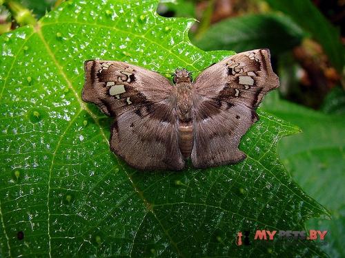 Quadrus truncata