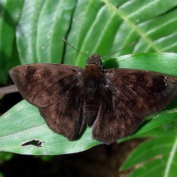 Nisoniades rubescens