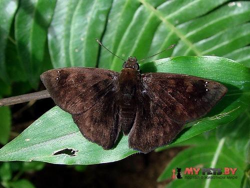 Nisoniades rubescens