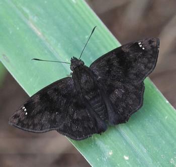 Nisoniades castolus