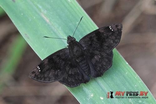 Nisoniades castolus