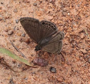 Timochreon satyrus